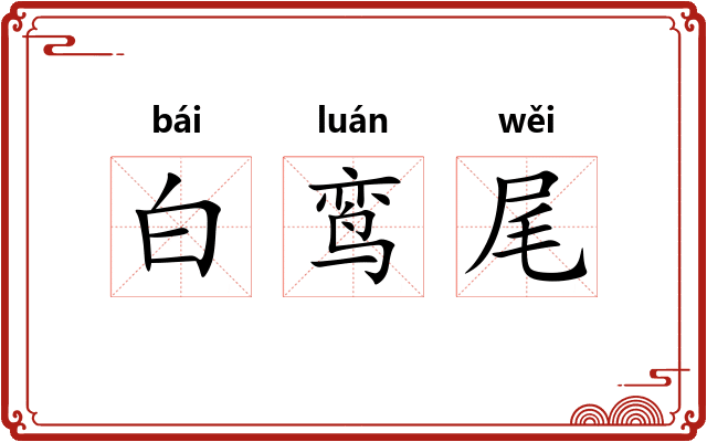 白鸾尾