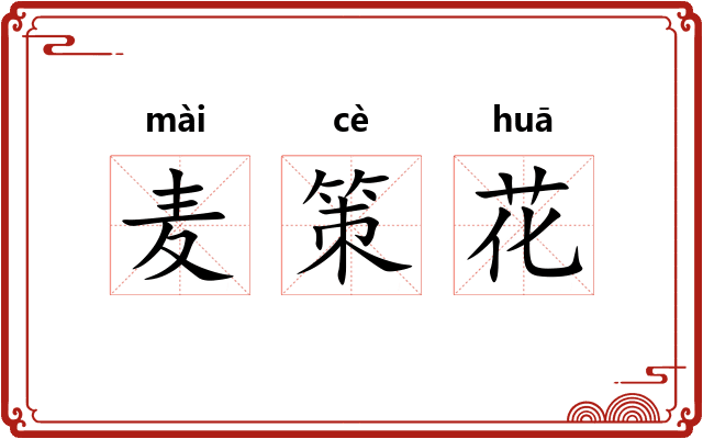 麦策花 麦策花