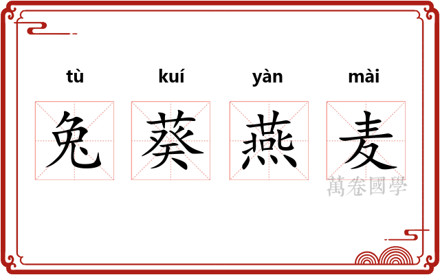 兔葵燕麦 兔葵燕麦