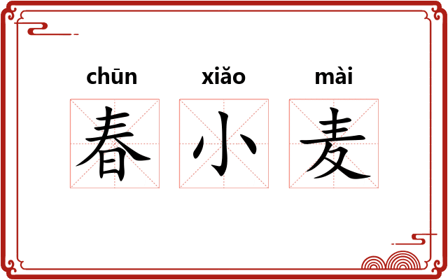 春小麦