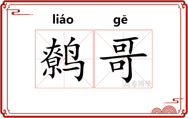 鹩哥