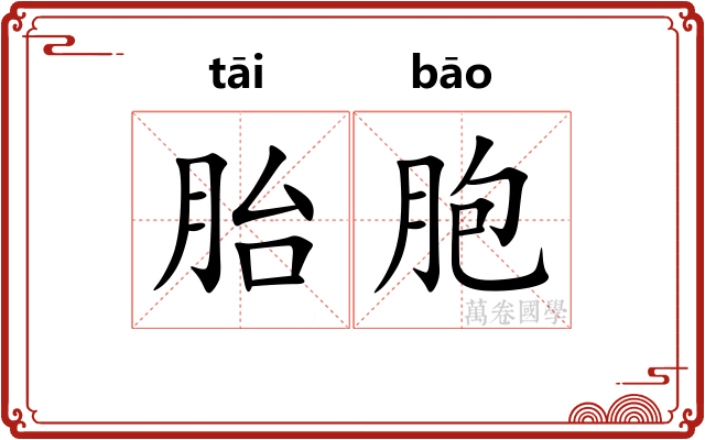 胎胞