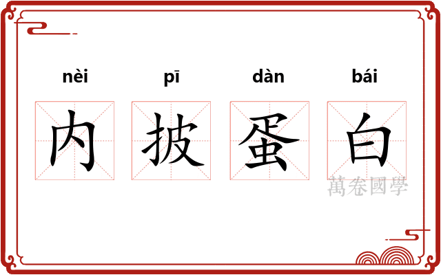 内披蛋白