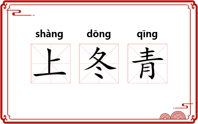上冬青