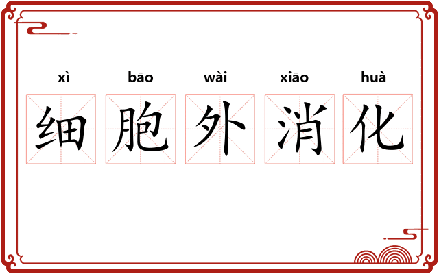 细胞外消化
