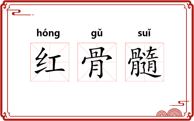 红骨髓