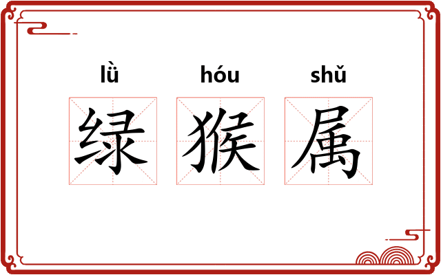 绿猴属 绿猴属