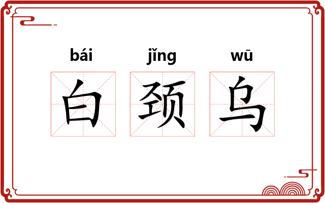 白颈乌