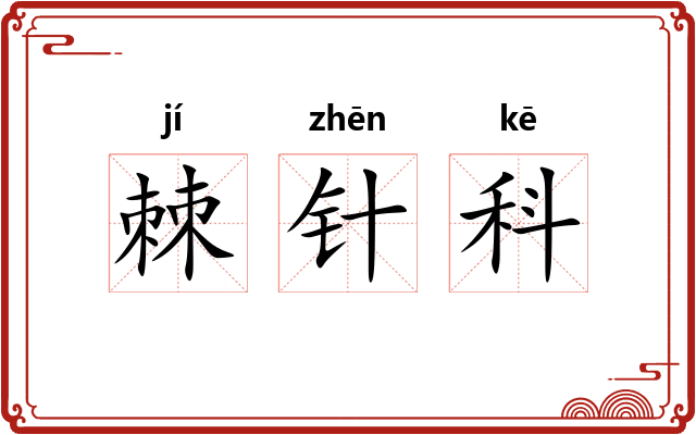 棘针科