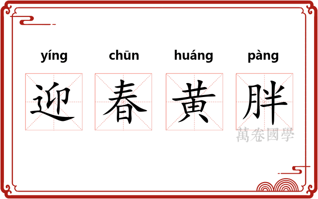 迎春黄胖 迎春黄胖