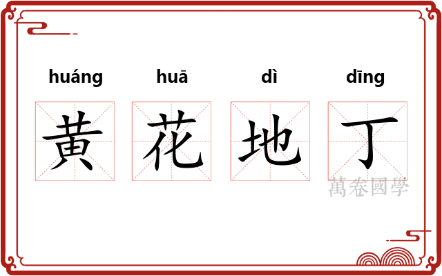 黄花地丁