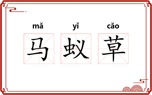 马蚁草