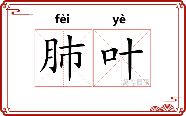 肺叶