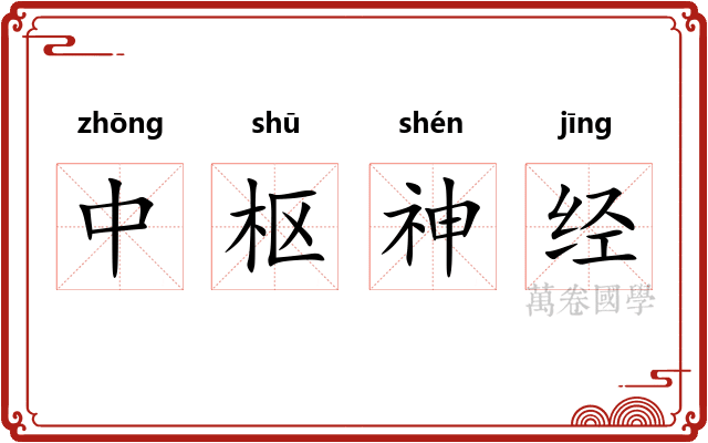 中枢神经