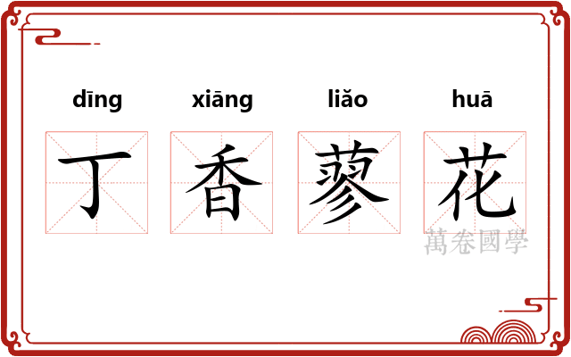 丁香蓼花 丁香蓼花