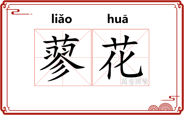 蓼花 蓼花
