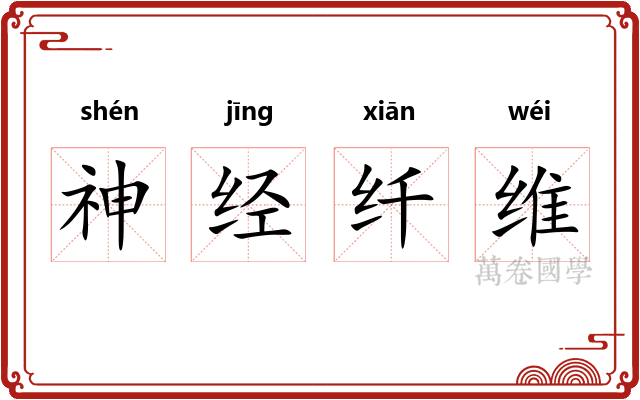 神经纤维