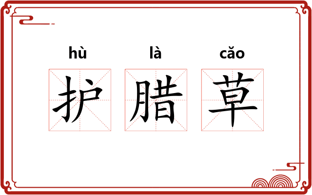 护腊草 护腊草