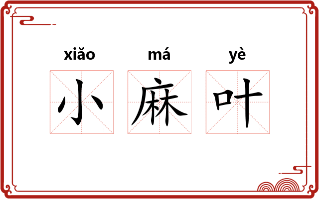 小麻叶 小麻叶