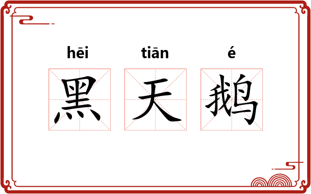 黑天鹅 黑天鹅