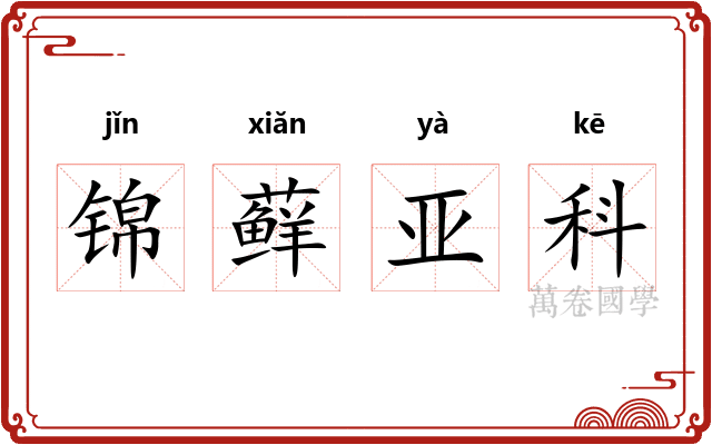 锦藓亚科