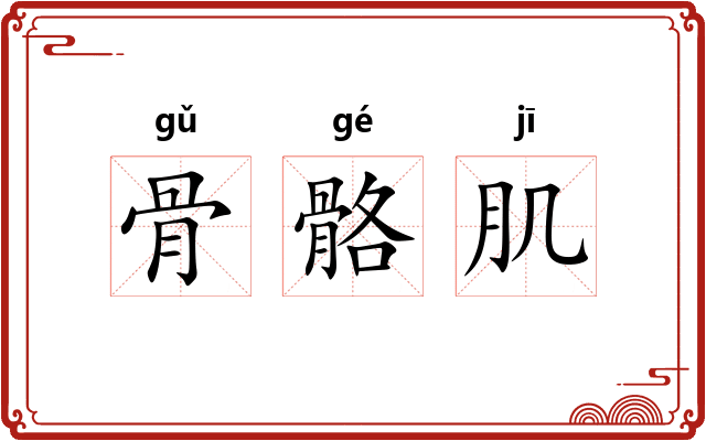骨骼肌 骨骼肌
