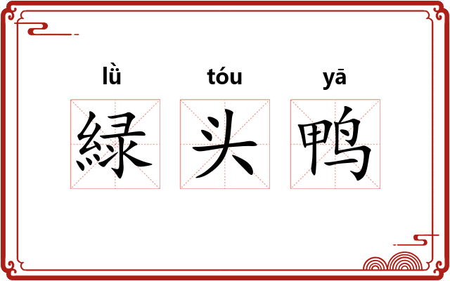 緑头鸭
