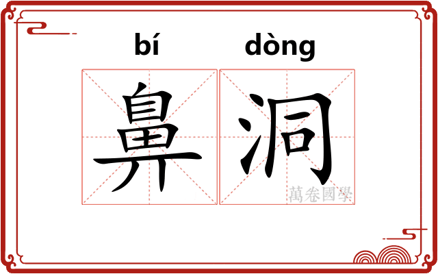 鼻洞