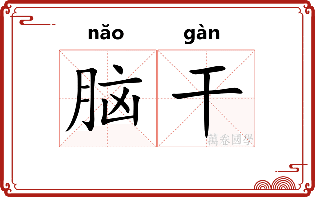 脑干 脑干