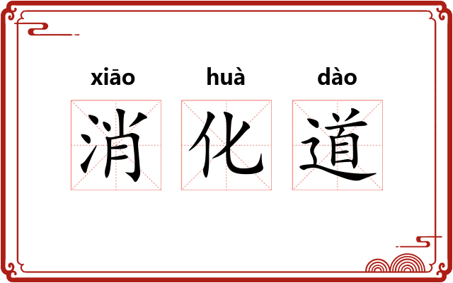 消化道 消化道