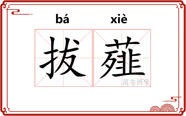 拔薤