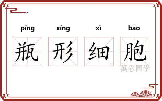 瓶形细胞