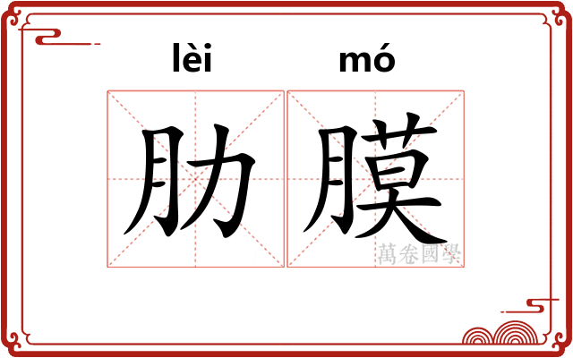 肋膜