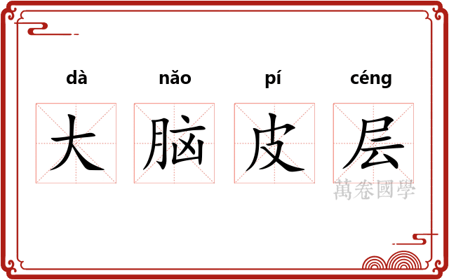 大脑皮层