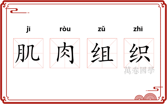 肌肉组织