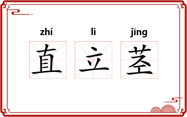 直立茎 直立茎