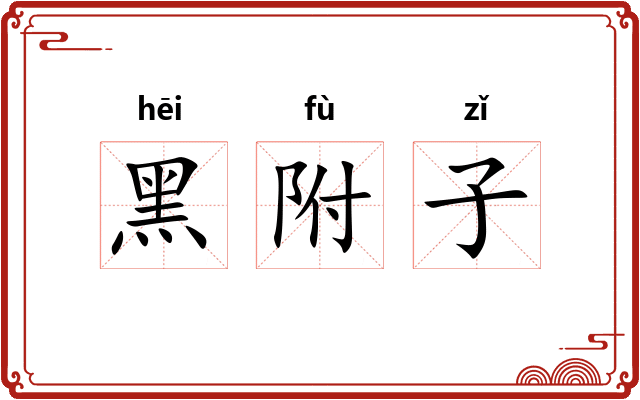 黑附子