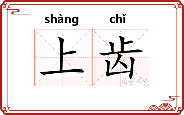 上齿 上齿