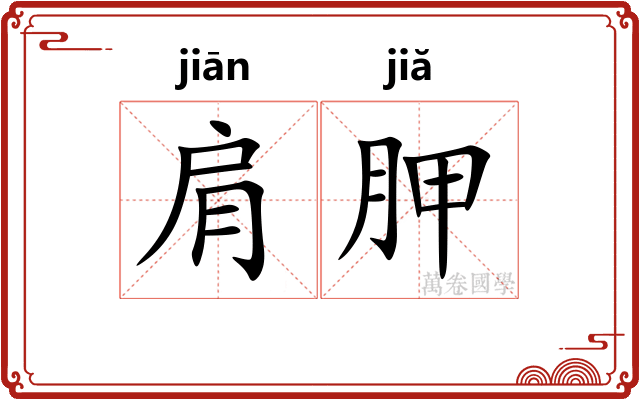 肩胛 肩胛