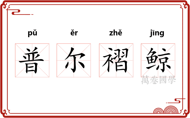 普尔褶鲸 普尔褶鲸