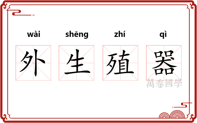 外生殖器