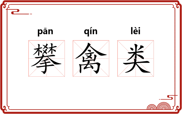 攀禽类