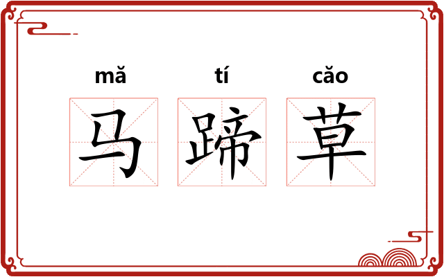马蹄草 马蹄草