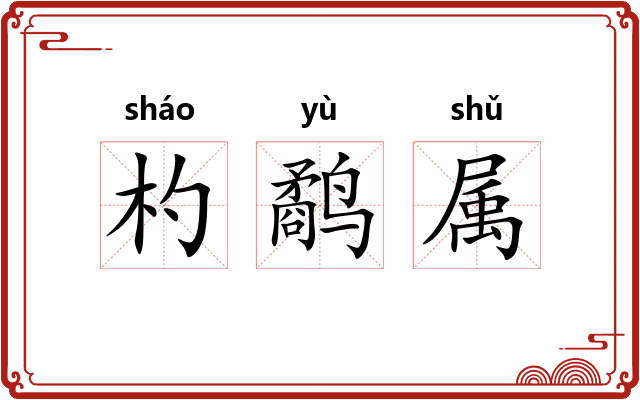 杓鹬属
