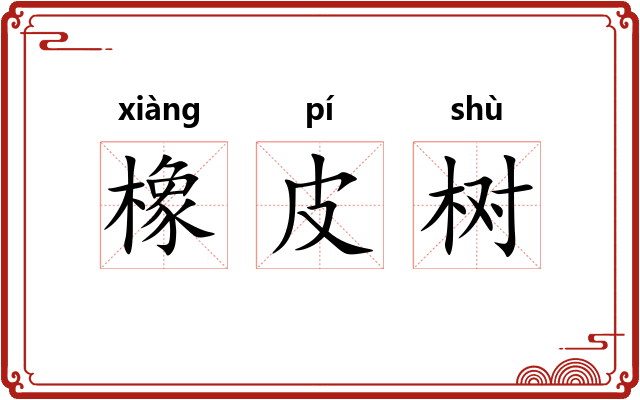 橡皮树 橡皮树
