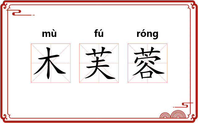 木芙蓉 木芙蓉