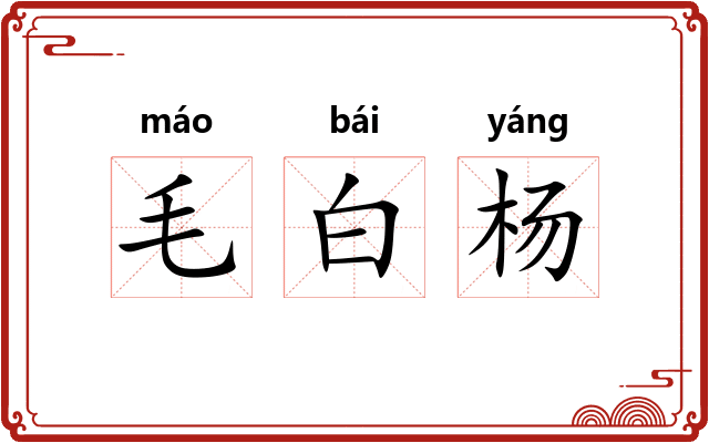 毛白杨