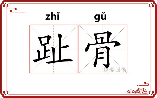 趾骨