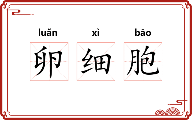 卵细胞 卵细胞