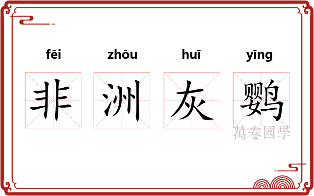 非洲灰鹦